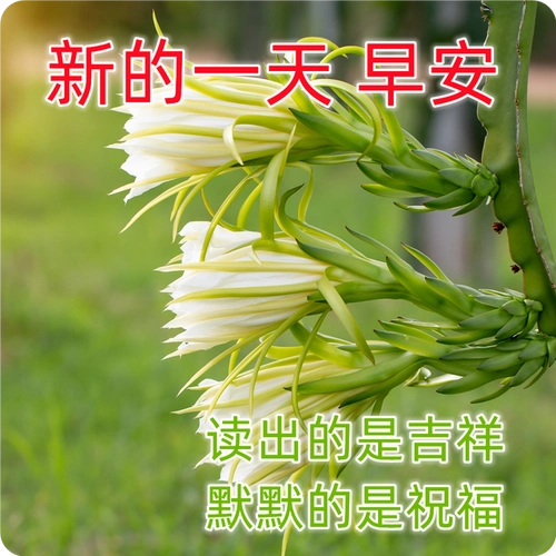 新的一周清晨问候早上好祝福图片,早上好问候祝福短信大全