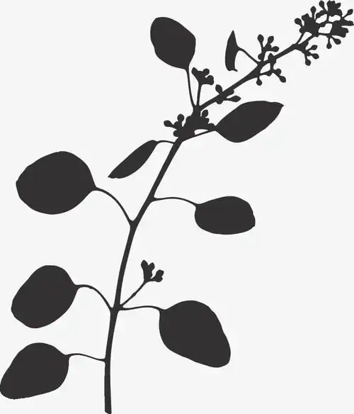 黑白枝芽生长剪影