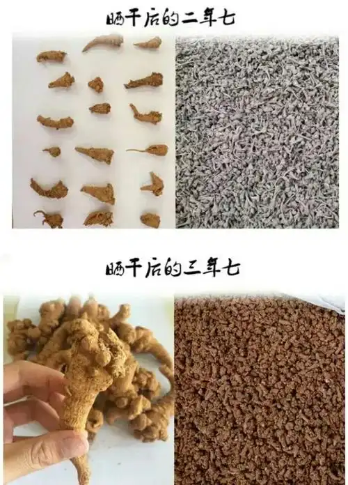 教你识别真假三七