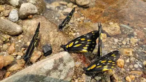 云南现15亿只蝴蝶大爆发奇观为十年来最大规模