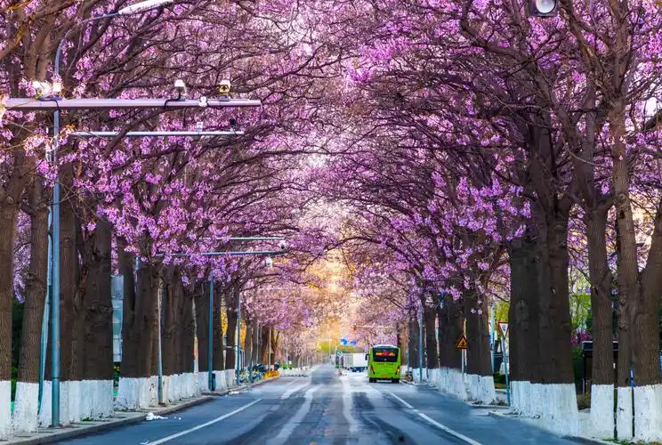 紫花泡桐长什么样(北京绝美的紫色泡桐花隧道)