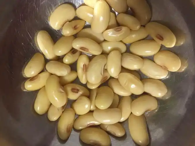 第三天的黄豆,开始冒出一点点的芽