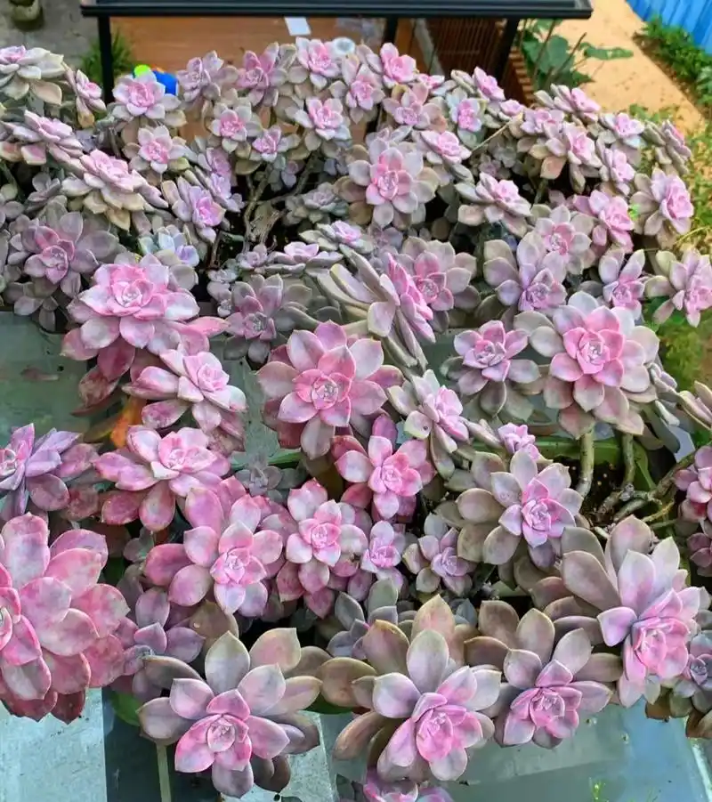 重庆网友阳台上养的大片"紫乐",太壮观了!多肉就要成片养