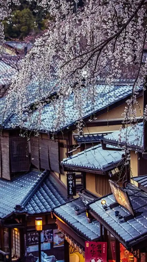 唯美日本樱花街道风景