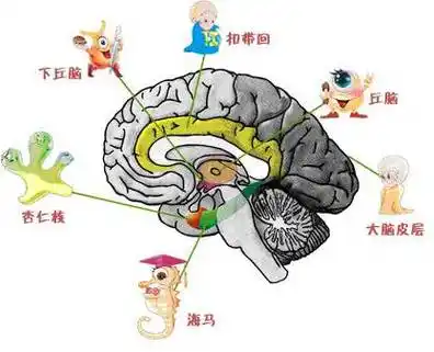 提升记忆力?先拜拜你的海马体