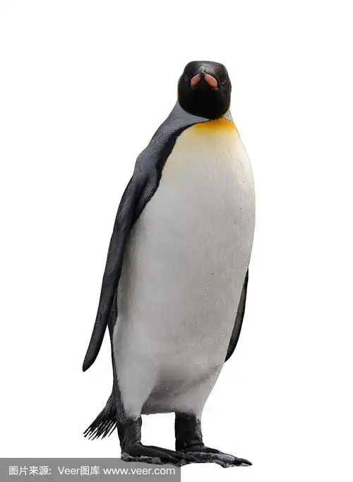 帝企鹅,自然,垂直画幅,美,地形