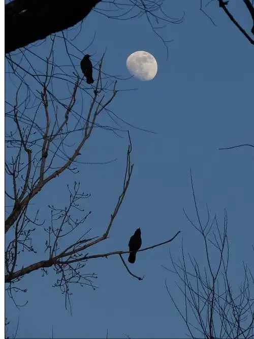 残月 老树 昏鸦