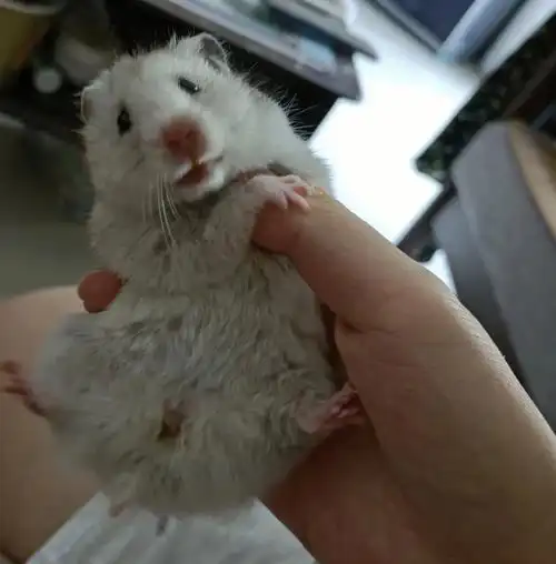 仓鼠金丝熊  #仓鼠熊