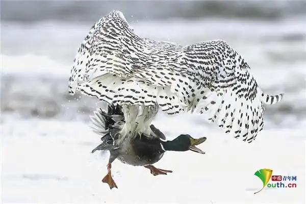 画面精彩纷呈美国雪鸮猎食野鸭快准狠
