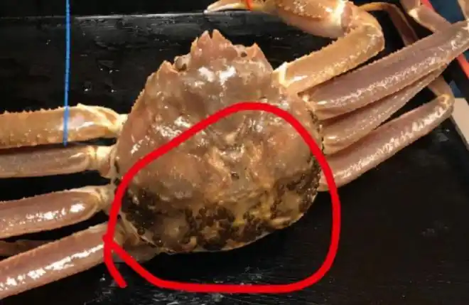 螃蟹|海蟹|海鲜|寄生虫|成都市_网易订阅