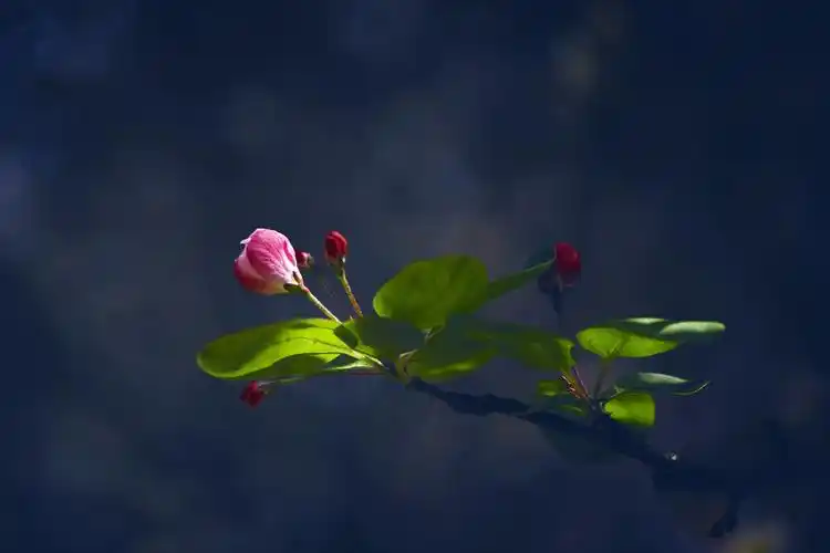 原图欣赏-太平洋摄影部落