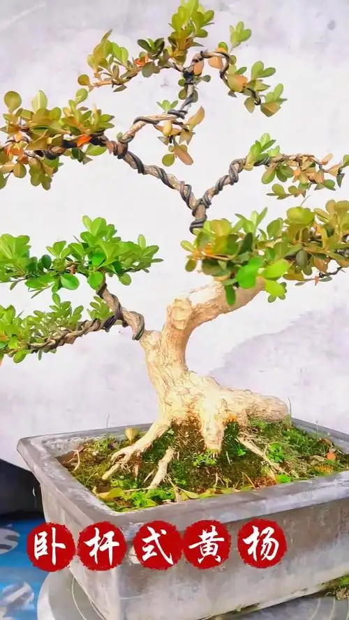 造型盆景卧杆式黄杨