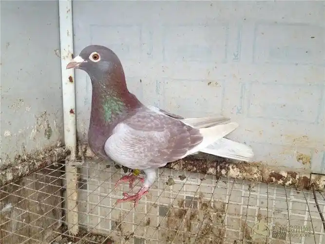 红石板千公里五十名带奖状不贵