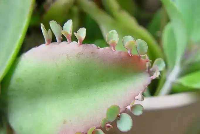 落地生根图册_360百科