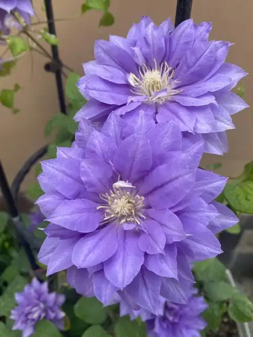 今日份铁线莲円空圆空