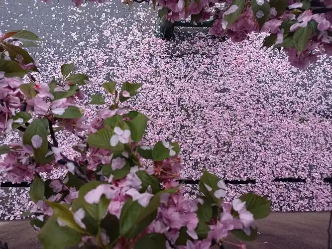 花瓣被雨水打落的样子让我想起来许嵩唱的落花雨