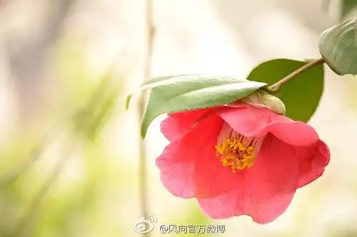 渐被遗忘的天然恩赐——源自伊豆大岛的三原椿油