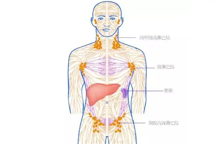 淋巴结检查顺序为耳前,耳后,枕部,颌下,颏下,颈前,颈后,锁骨上窝,腋窝