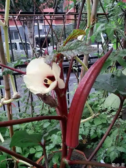 我种的红秋葵花漂亮,果能吃.