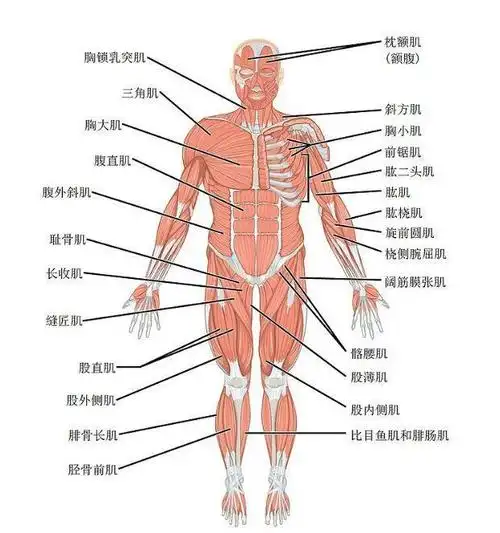 一目了然动图展示俯卧撑是如何练到4处肌肉的