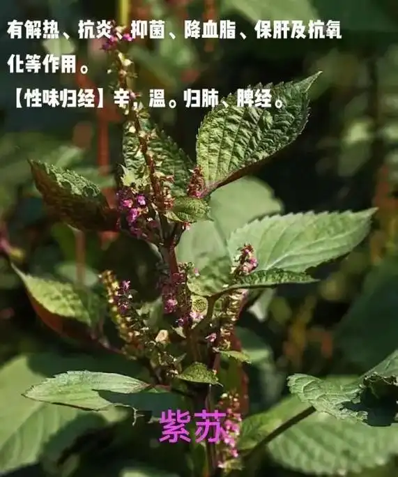 每天认识一味草药—紫苏.日常也会吃到,药食同源.##每天认识 - 抖音
