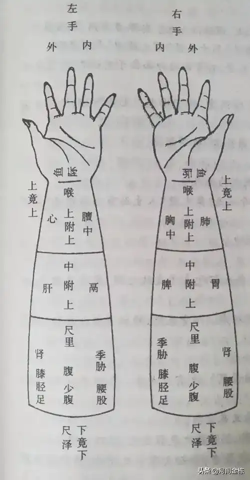 中医理论:中医切脉的寸关尺三部各主脏腑的起源依据在哪里?