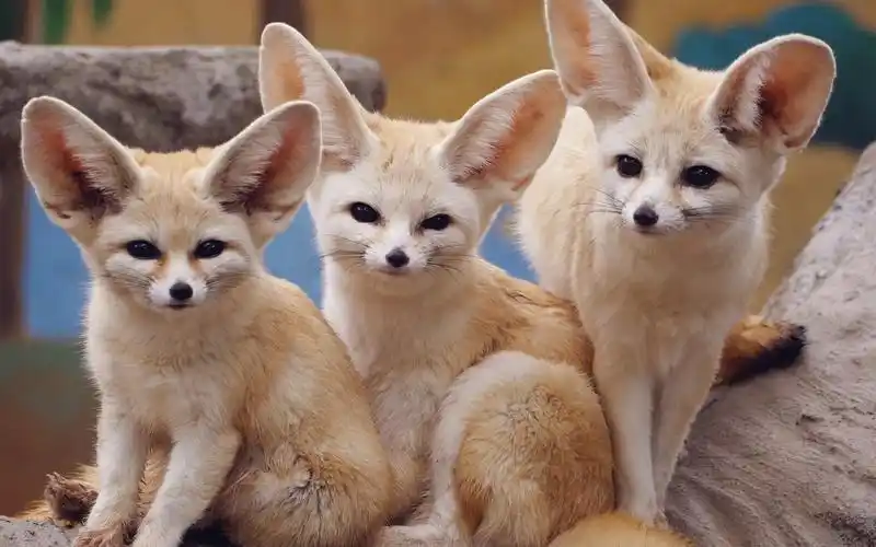 可爱三选一【耳廓狐】【阔耳狐】