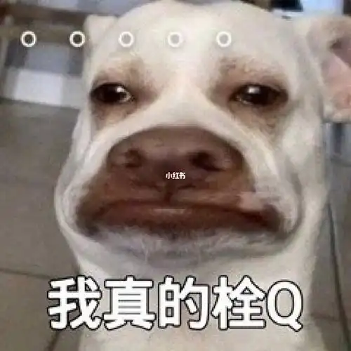 搞笑女必备表情包