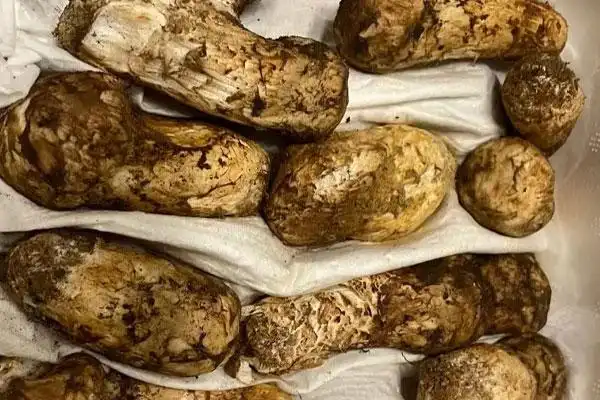 松茸外面的黑色东西能吃吗干松茸的根部需要去掉吗