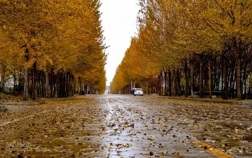 十五的月亮十七圆农大夜景与街景,秋天的杨树一夜之间美翻了,尽叶已落