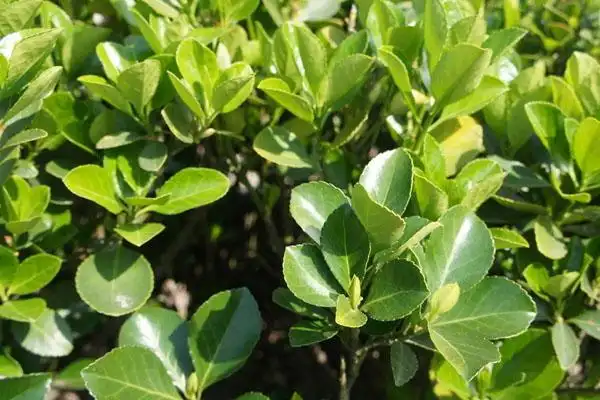 冬青树的功效冬青树的作用