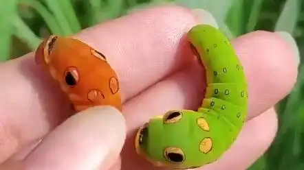 北美银月豹凤蝶的幼虫