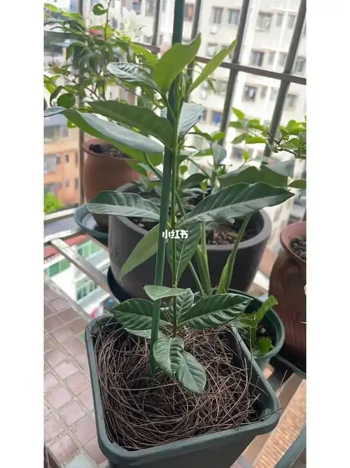 请教养栀子花的大神们来指教