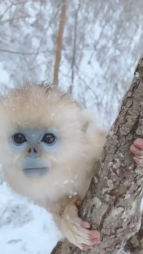 果然是猴中贵族,太漂亮了!