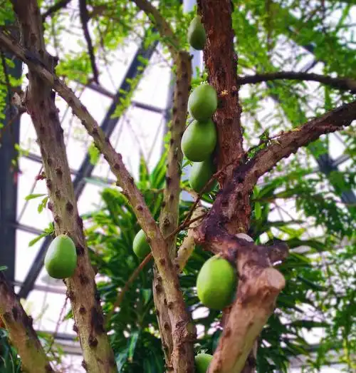 葫芦树,别称:瓠瓜树