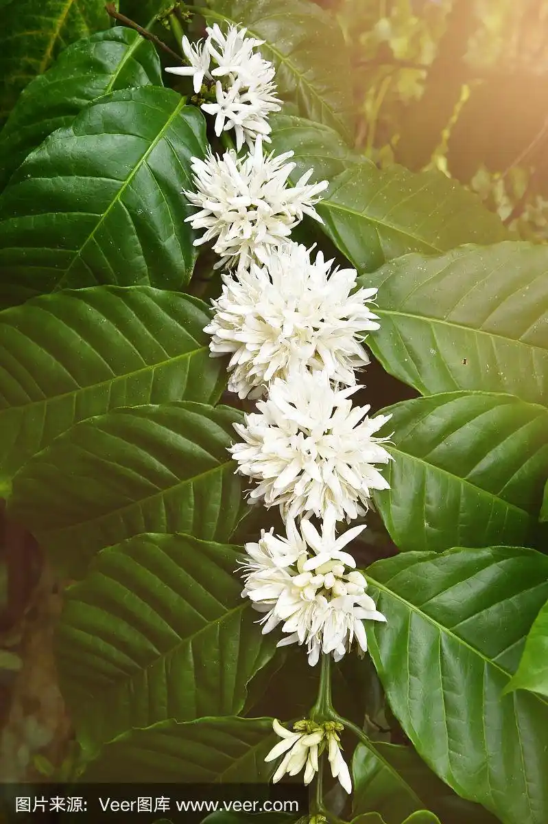 咖啡树开着白色的花