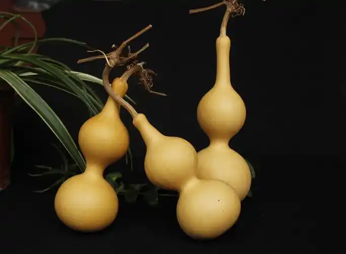 天艺葫芦中心:15-25厘米原色中号葫芦 美国亚腰大葫芦 文玩手捻