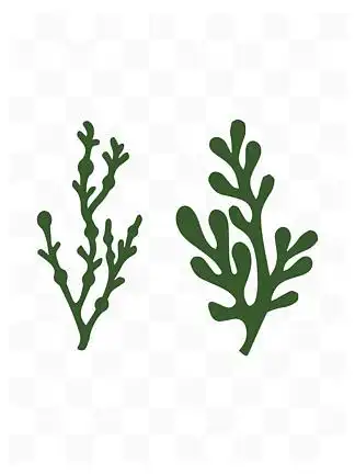 卡通手绘绿色海底植物海藻矢量图