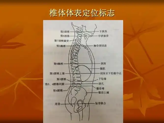 医学影像技术 椎体体表定位标志