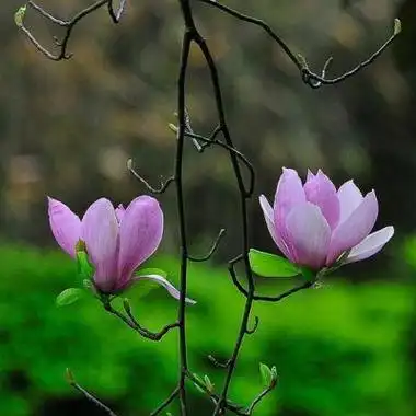 风景头像唯美意境花 风景头像图片大全 -【爱个性】