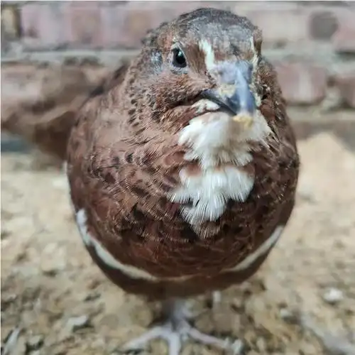 搜索"鹌鹑种蛋"的优惠券结果页-搜券网