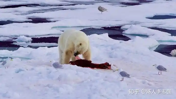 吃海豹的北极熊,2017 年摄于斯瓦尔巴
