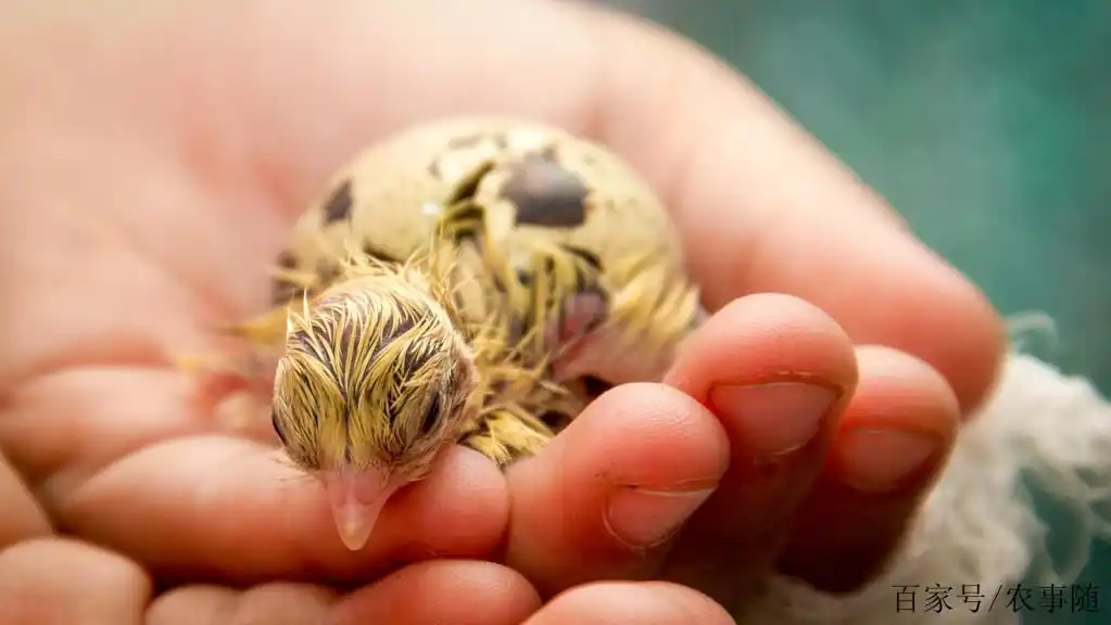 养殖鹌鹑,饲养孵化出来的雏鹑,做好这4点,提高成活率与产蛋率