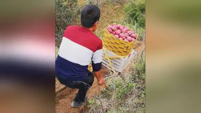 甘肃王大龙: 山地种植花牛苹果,农民一筐一筐转运,辛苦_网易视频