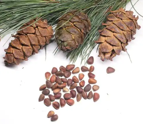 松子松鼠粮食偃松新货大兴安岭野生马尾马尾松魔王松子