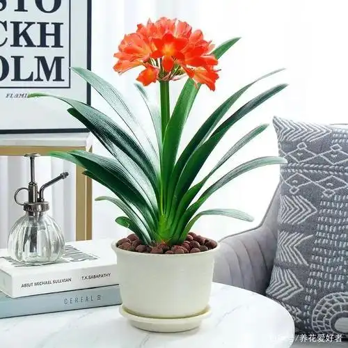 这几种有好寓意的花,家一定要养一盆!