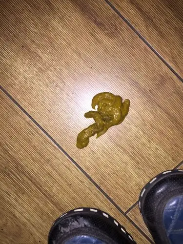 一个多月的小金毛,拉这样的便便正常吗?急!求大神指导!