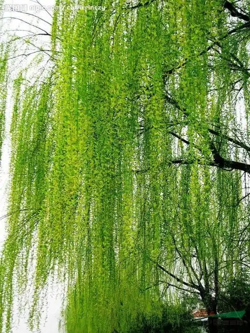 *新黄皮垂柳价格表 汤泉苗圃垂柳基地提供图片