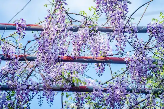 #紫藤花盛放太浪漫#