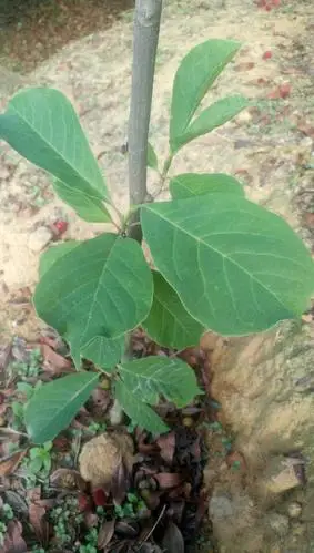 在网上买了一颗榴莲苗几个月前在某宝买了一颗榴莲苗,但是叶子长出来